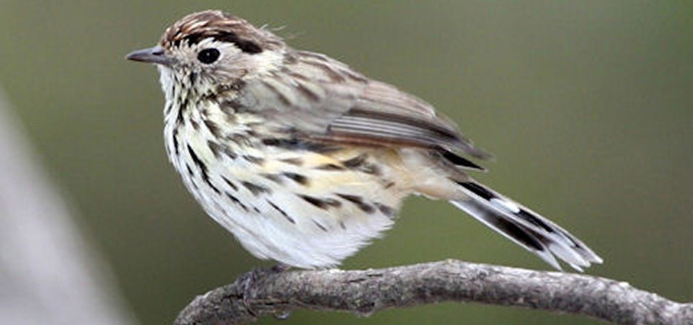 image of Speckled Warbler