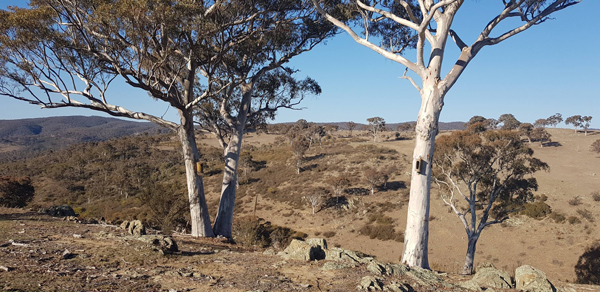 Googong Landcare Working Bee and BBQ