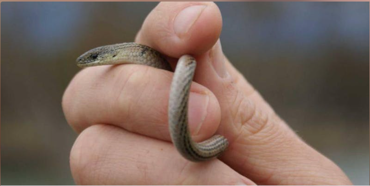 Guided Tour of the Pink-tailed Worm Lizard Conservation Area