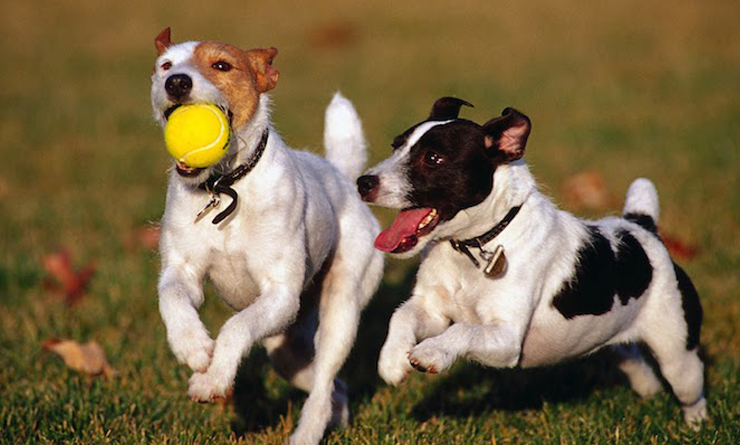two-dogs-playing-with-a-yellow-ball-hd-animal-wallpaper-dogs