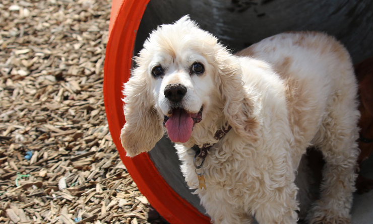 dogpark