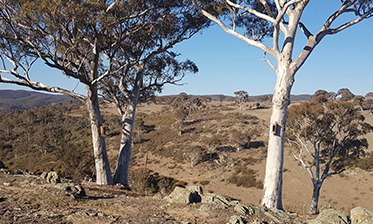 landscape-feature
